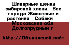 Шикарные щенки сибирской хаски - Все города Животные и растения » Собаки   . Московская обл.,Долгопрудный г.